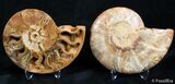Inch Polished Ammonite With Crystals #3025-1